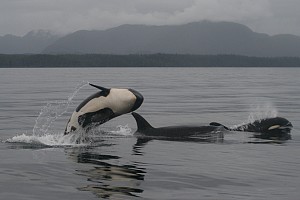 orca playtime.jpg